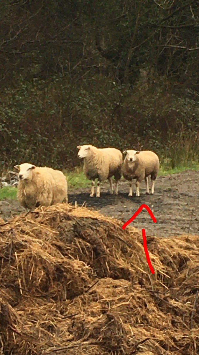 liamw675's tweet photo. The April lamb Be2101818 has done well. Tipped 20 ewes https://t.co/US3NyoFDKk