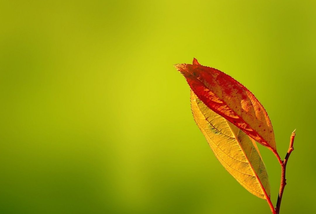 PabloOrtgz's tweet photo. I want to be this leaf, independent and strong, bear loneliness and fear nothing https://t.co/PM2B9H8pe7