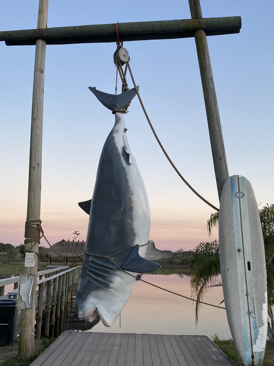 Zebras. Buffalo. Longhorns. Gators. And a fake shark. Best. Engagement Photos. Ever.