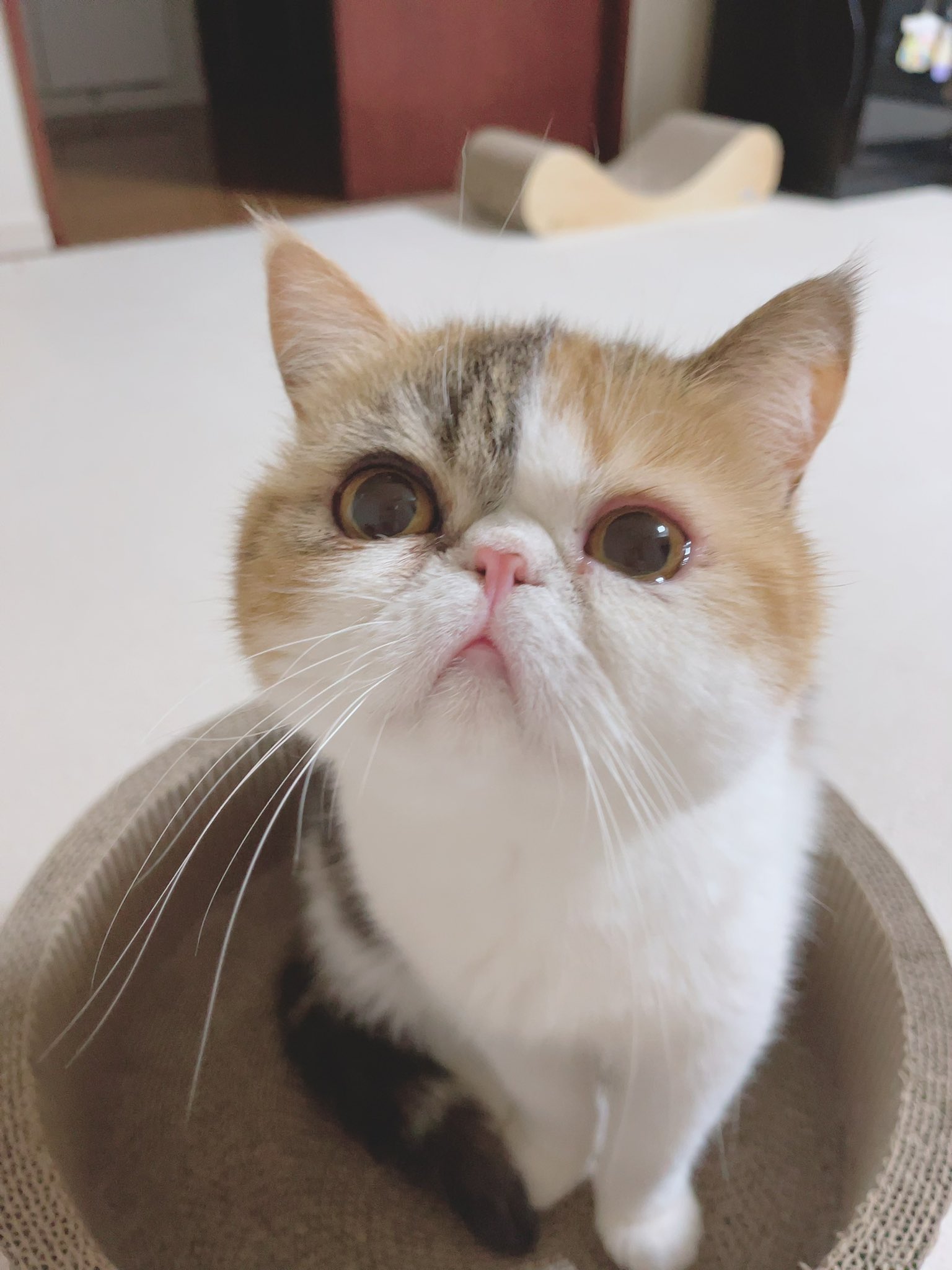 しゅうまいとはるまき Shumai Harumaki Twitter