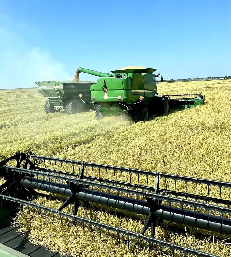 Excellent harvest day #rice #farming 🇵🇾💪