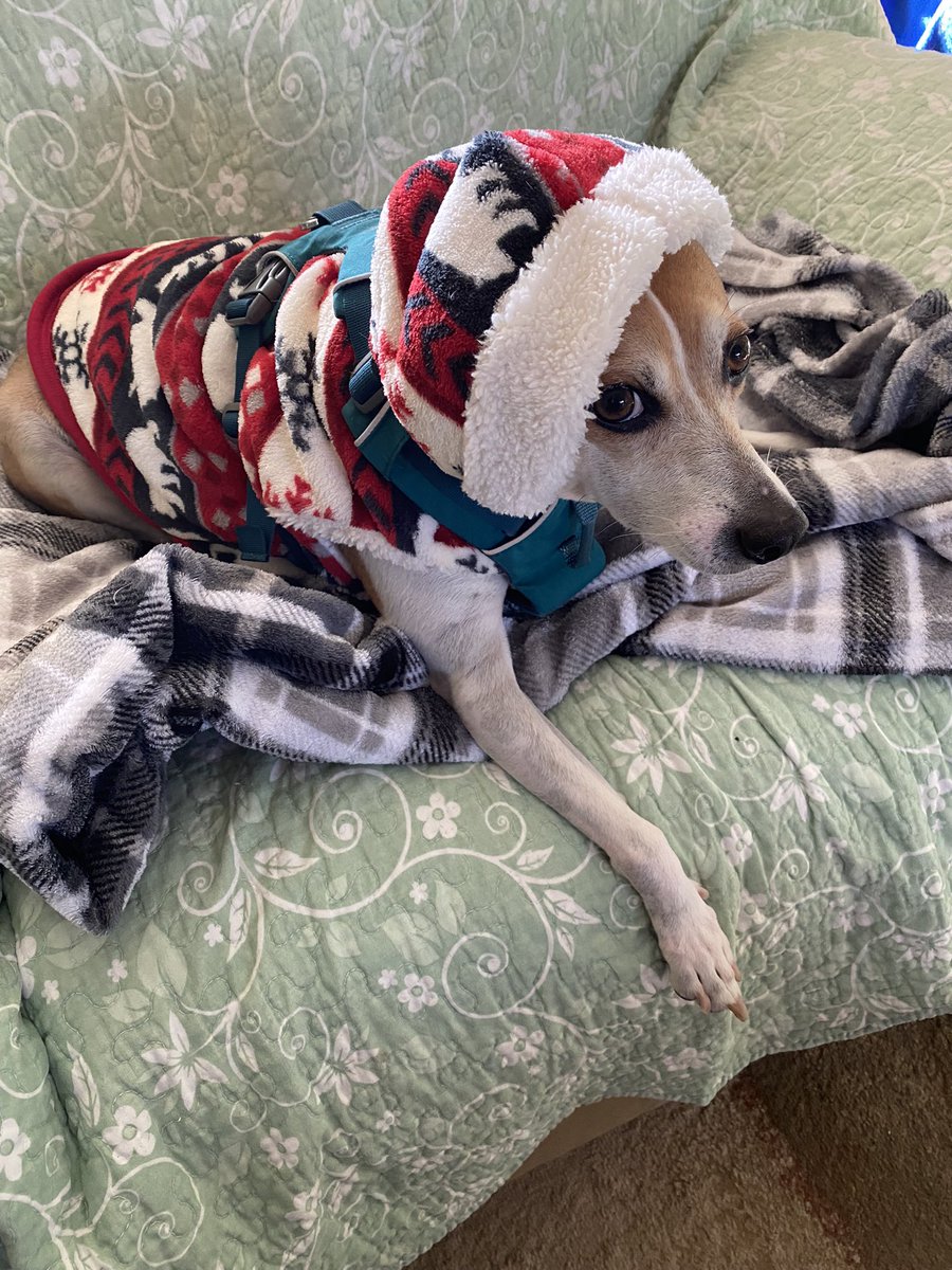 Norm_berry's tweet photo. @scottyandsimone As you can tell, I’m not that fond of dressing up, even if it’s cold outside. 😏
#Theo https://t.co/ZWvgETv6Z8