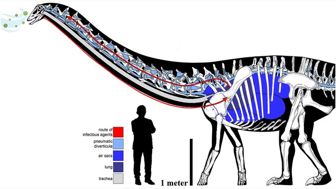 علماء يثبتون إصابة ديناصور بعدوى تشبه “الإنفلونزا” قبل 150 مليون عام FLRfUQFWQAEiRT6?format=jpg&name=small