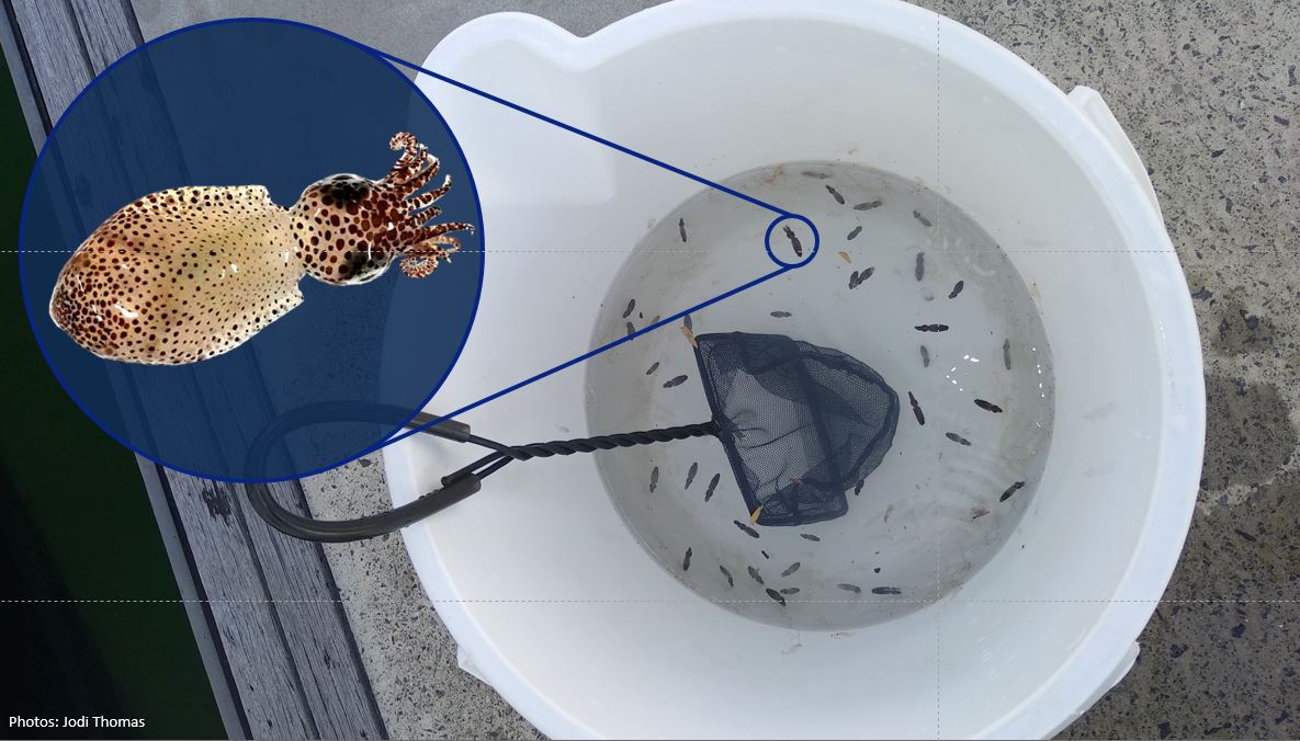 Jodi Thomas tweet media