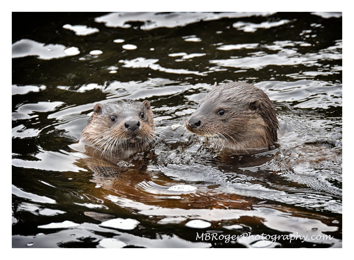 nuclearwolfie's tweet photo. @HNM_AHendry @BBC_Springwatch @CaithnessPhotos I am a bit late to the Thurso otter party - but got a few shots today #ThursoRiver #Caithness https://t.co/xDlO9mmulG