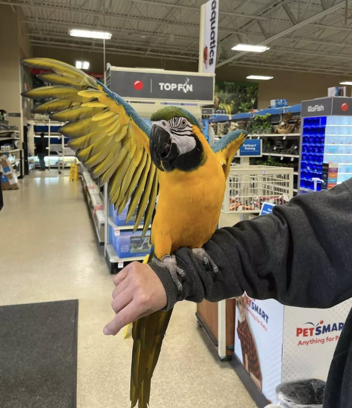 Petsmart parrots best sale