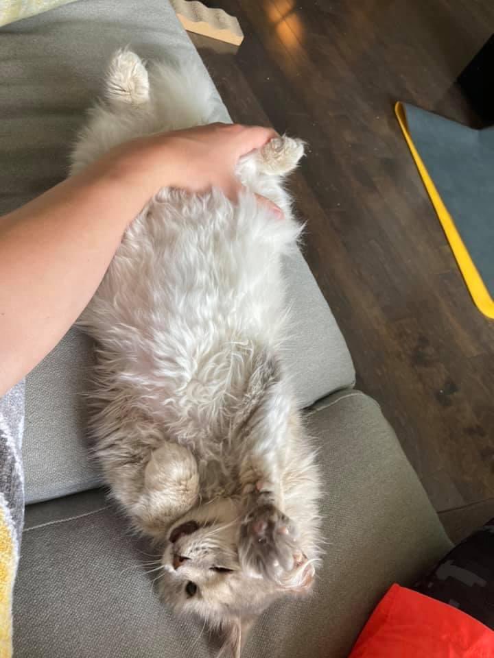 Montreal Animal Rescue Network no kill 🐈 shelter on Twitter