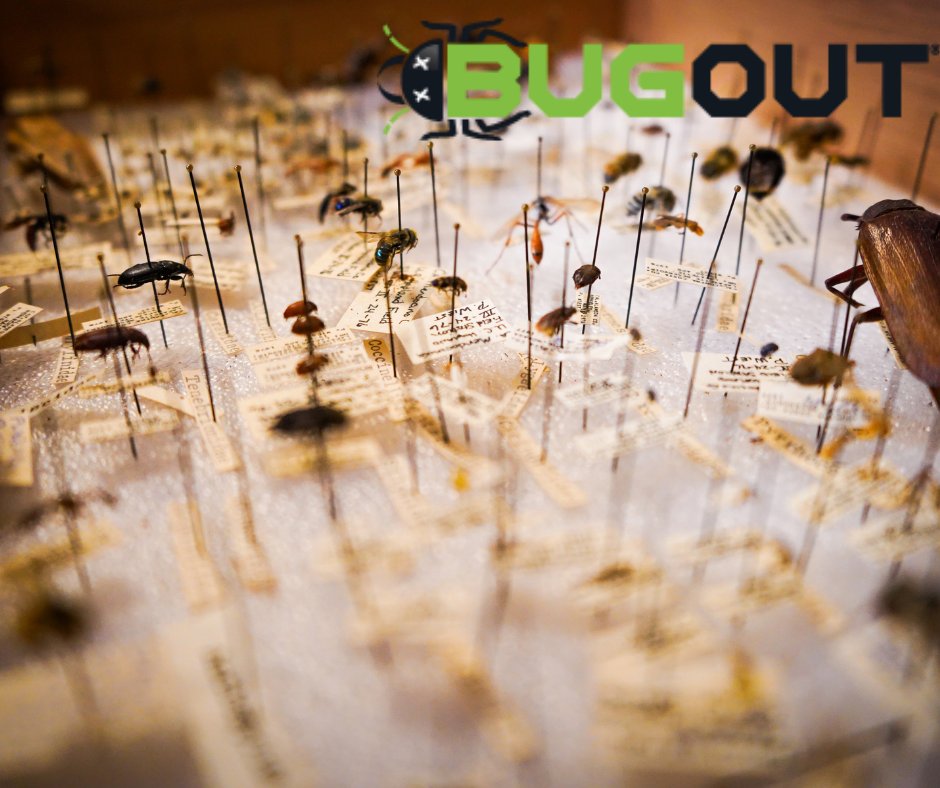 BugOut_Service's tweet image. Could some Florida insects be in trouble? Click below for ways humans can help!

Need Pest Control? Visit bugoutservice.com/pest-control NOW!

Article: 
gainesville.com/story/news/loc…