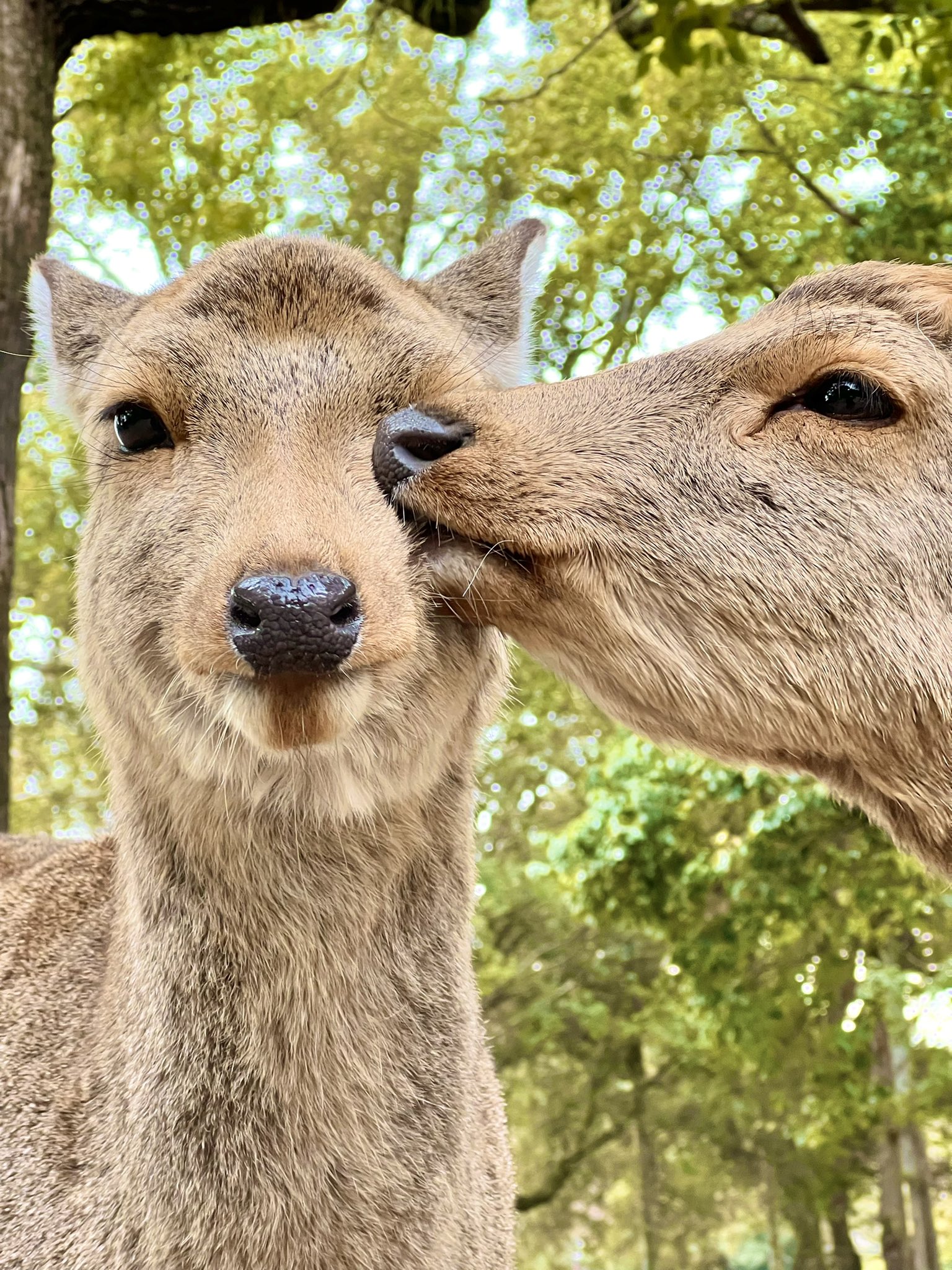 鹿達の日常 Nara Deer Channel Naradeerphots Twitter