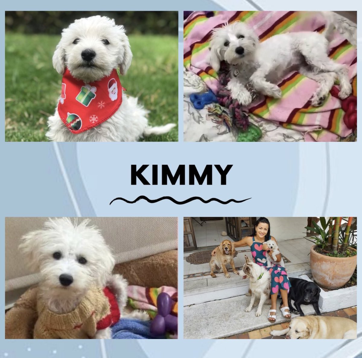 fundacionmiacol's tweet photo. ¡Hola hola!
Hoy les contamos que ya todos los bebe fueron adoptados.
#Kimmy fue adoptada por Alexandra Vanegas, #Milo por Tatiana Sanchez y su familia, #Deklan por Johanna Sanchez y su esposo Saulo y #Skiper por Julian Moreno y su familia❤️.
#fundacionmia #adoptanocompres #bebes https://t.co/iFWpn4XtPa