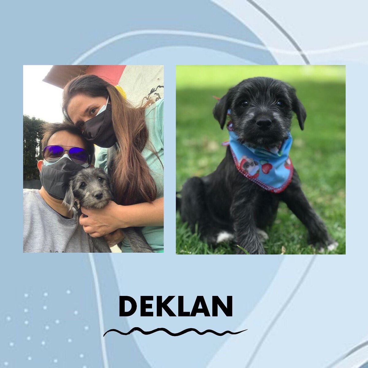 fundacionmiacol's tweet photo. ¡Hola hola!
Hoy les contamos que ya todos los bebe fueron adoptados.
#Kimmy fue adoptada por Alexandra Vanegas, #Milo por Tatiana Sanchez y su familia, #Deklan por Johanna Sanchez y su esposo Saulo y #Skiper por Julian Moreno y su familia❤️.
#fundacionmia #adoptanocompres #bebes https://t.co/iFWpn4XtPa