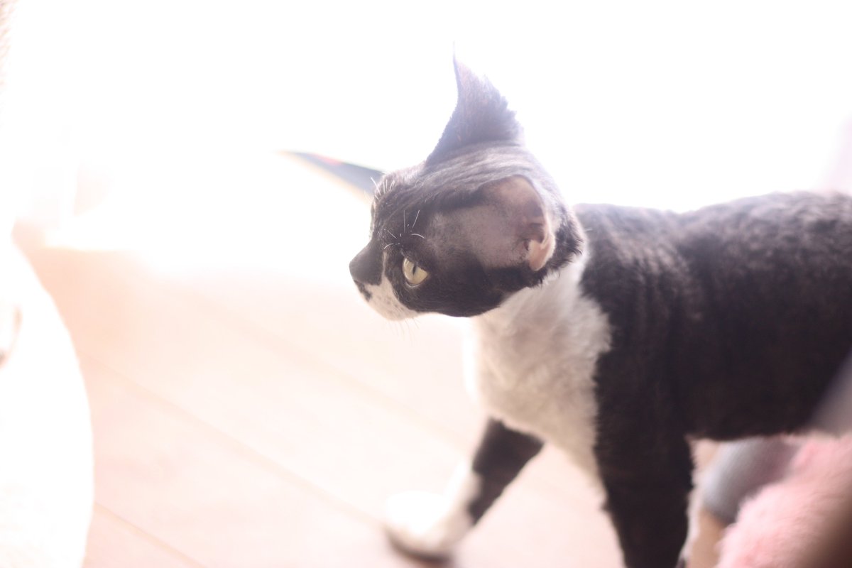 家族募集中♡
両親遺伝子検査クリア。Poland,Australia
​詳細→instagram.com/p/CZ0RT--v_ob/…
優しいご家族をお待ちしています(#^^#)
==========
友人（シングルマザー）の余命がわずかだとわかりました…
販売代金の50％を友人の3人の子供達のサポート用に寄付させていただきます。
#デボンレックス