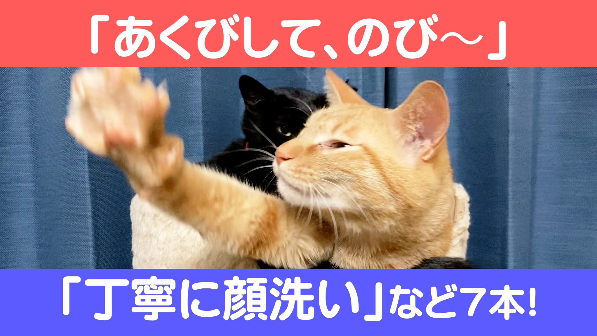 Cats Life 猫のいる生活をあなたに Catslife Twitter