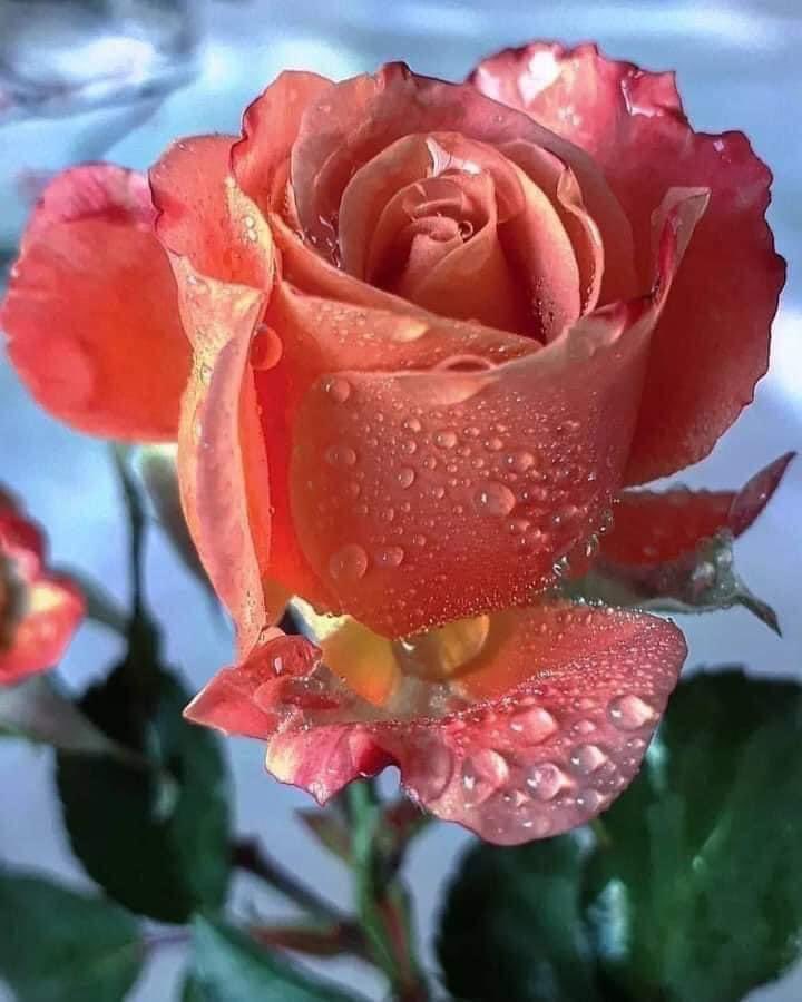 Allah’ım! Öyleyse senin -rızana kavuşmak için- istiyorum ve sana yalvarıp niyaz ediyorum;
 senden Muhammed ve Ehlibeyti’ne rahmet et-meni ve beni, daima seni anan, ahdini bozmayan, sana şükretmekten gafil olmayan kimselerden kılmanı istiyorum.
munacat-i-sabaniye/