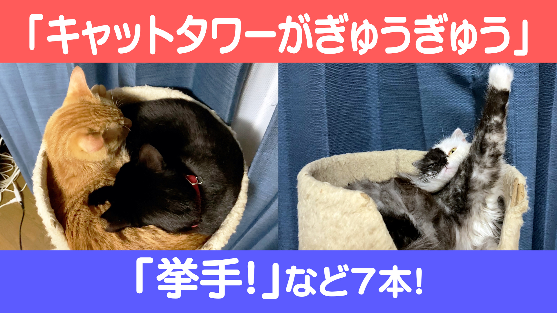 Cats Life 猫のいる生活をあなたに Catslife Twitter