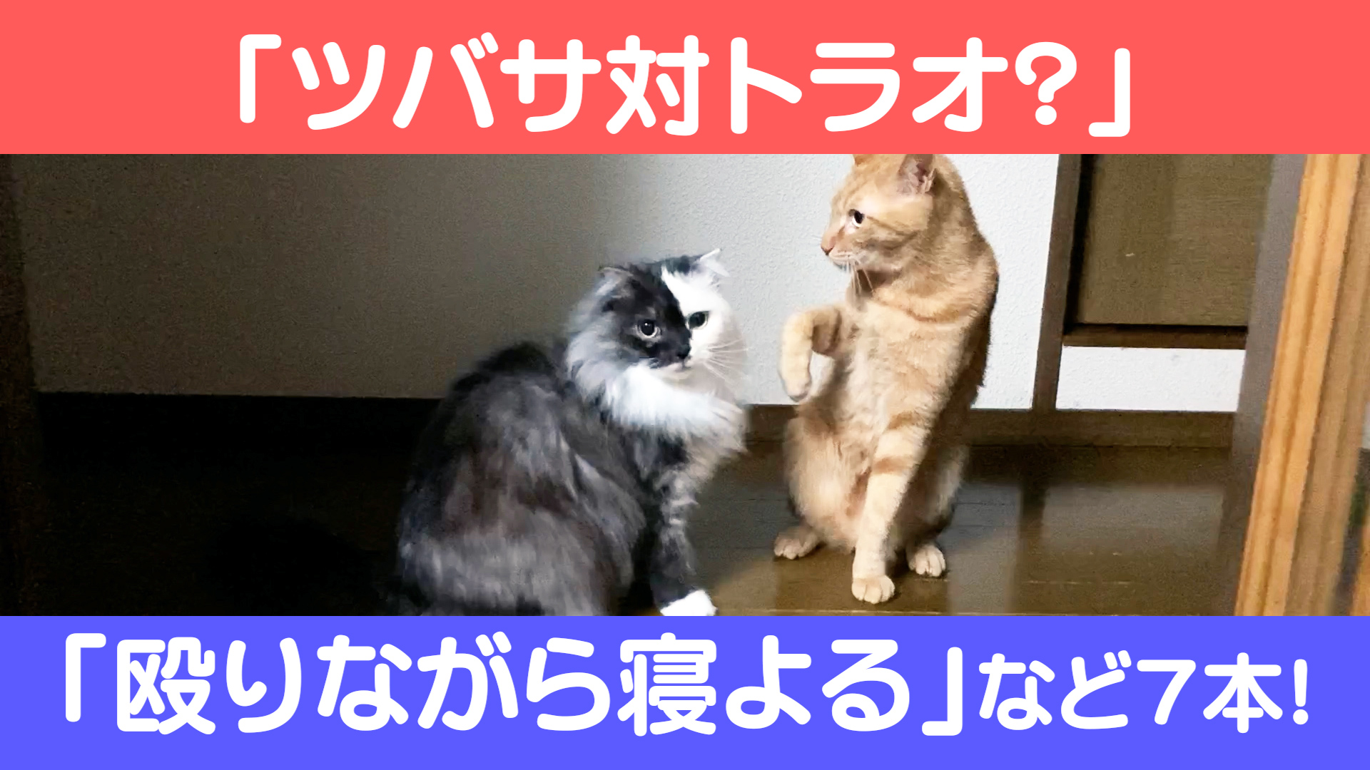 Cats Life 猫のいる生活をあなたに Catslife Twitter