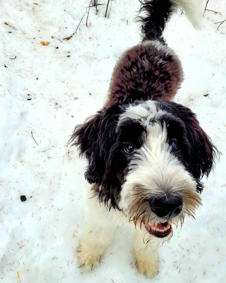 UnleashedExplo1's tweet photo. Today's sweet crew #unleashedexplorers #yeg #yegdogs #happydogs #ravine https://t.co/a6tabwaYSB