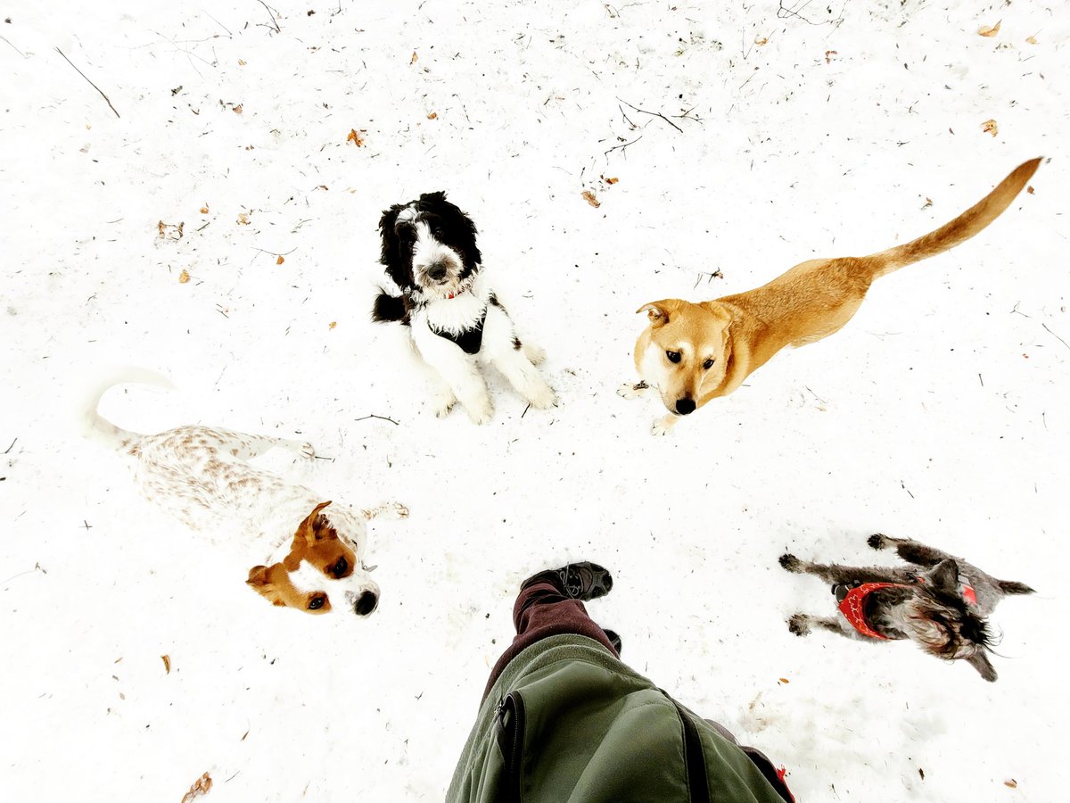 UnleashedExplo1's tweet photo. Today's sweet crew #unleashedexplorers #yeg #yegdogs #happydogs #ravine https://t.co/a6tabwaYSB