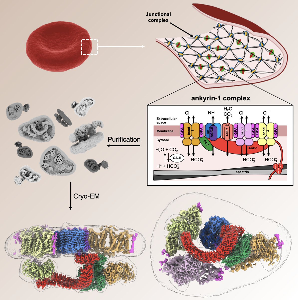Oli B. Clarke (@olibclarke) on Twitter photo Happy to share our new <a href="/biorxivpreprint/">bioRxiv</a>: “Architecture of the human erythrocyte ankyrin-1 complex” from Clarke lab (first author the incredibly talented <a href="/Frances84469032/">Francesca Vallese</a>) and collaborators <a href="/lab_cali/">Calì_Lab</a> and <a href="/alexjamesnoble/">Alex J Noble</a>! Read on to find out more (it was a surprise package…): Happy to share our new <a href="/biorxivpreprint/">bioRxiv</a>: “Architecture of the human erythrocyte ankyrin-1 complex” from Clarke lab (first author the incredibly talented <a href="/Frances84469032/">Francesca Vallese</a>) and collaborators <a href="/lab_cali/">Calì_Lab</a> and <a href="/alexjamesnoble/">Alex J Noble</a>! Read on to find out more (it was a surprise package…):