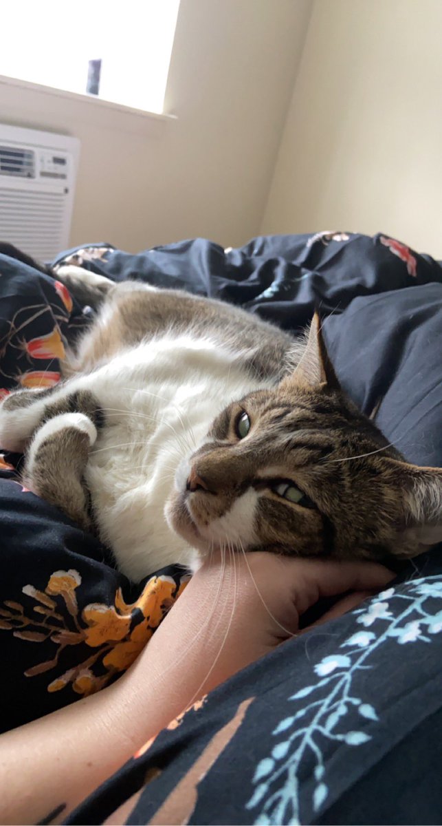 PigCowCatMoo's tweet photo. https://t.co/w9X0Phx27k