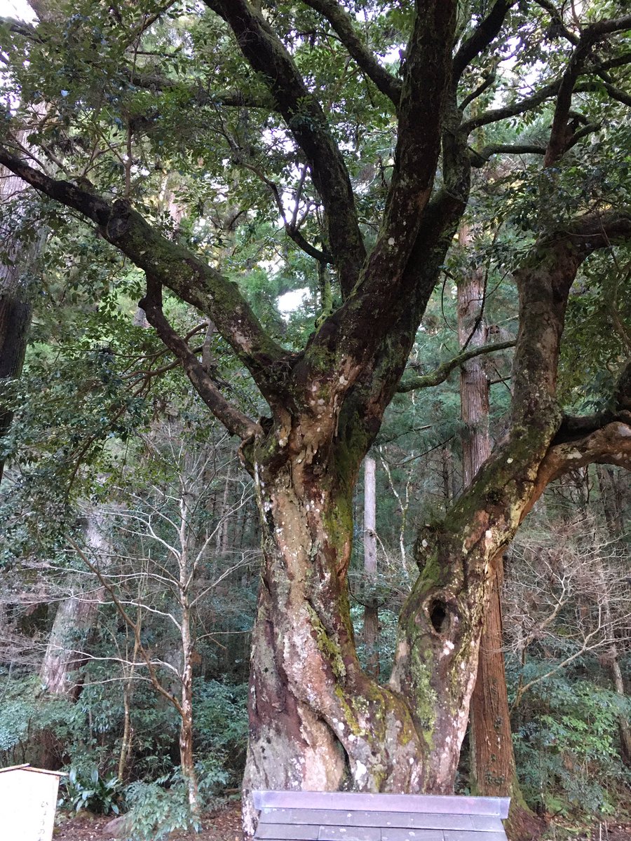 susanderax's tweet photo. クソ晴れて無風、、、
気持ち良すぎて死ぬかと思った、、、

はい、今日のツーリングー
小国神社ー

人多いと思ったら建国記念日なのね。。そりゃ神社だわ
んで、縁結びの木でしたー

まじマユツバ、、(こんなんで出来たら苦労しない....

#TW225
#小国神社 https://t.co/Cj4MhzqQQd