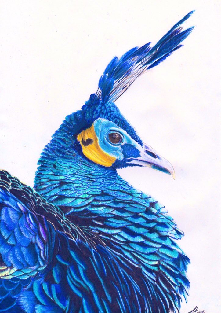 Twoucan クジャク の注目ツイート イラスト マンガ Twoucan クジャク の注目ツイート イラスト マンガ