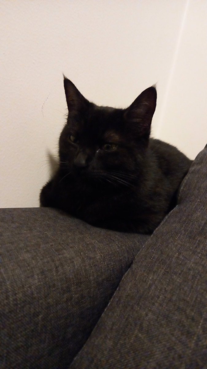 Alicethecoolcat's tweet photo. 241 followers and 800 likes WOW https://t.co/gqeXjy51FT