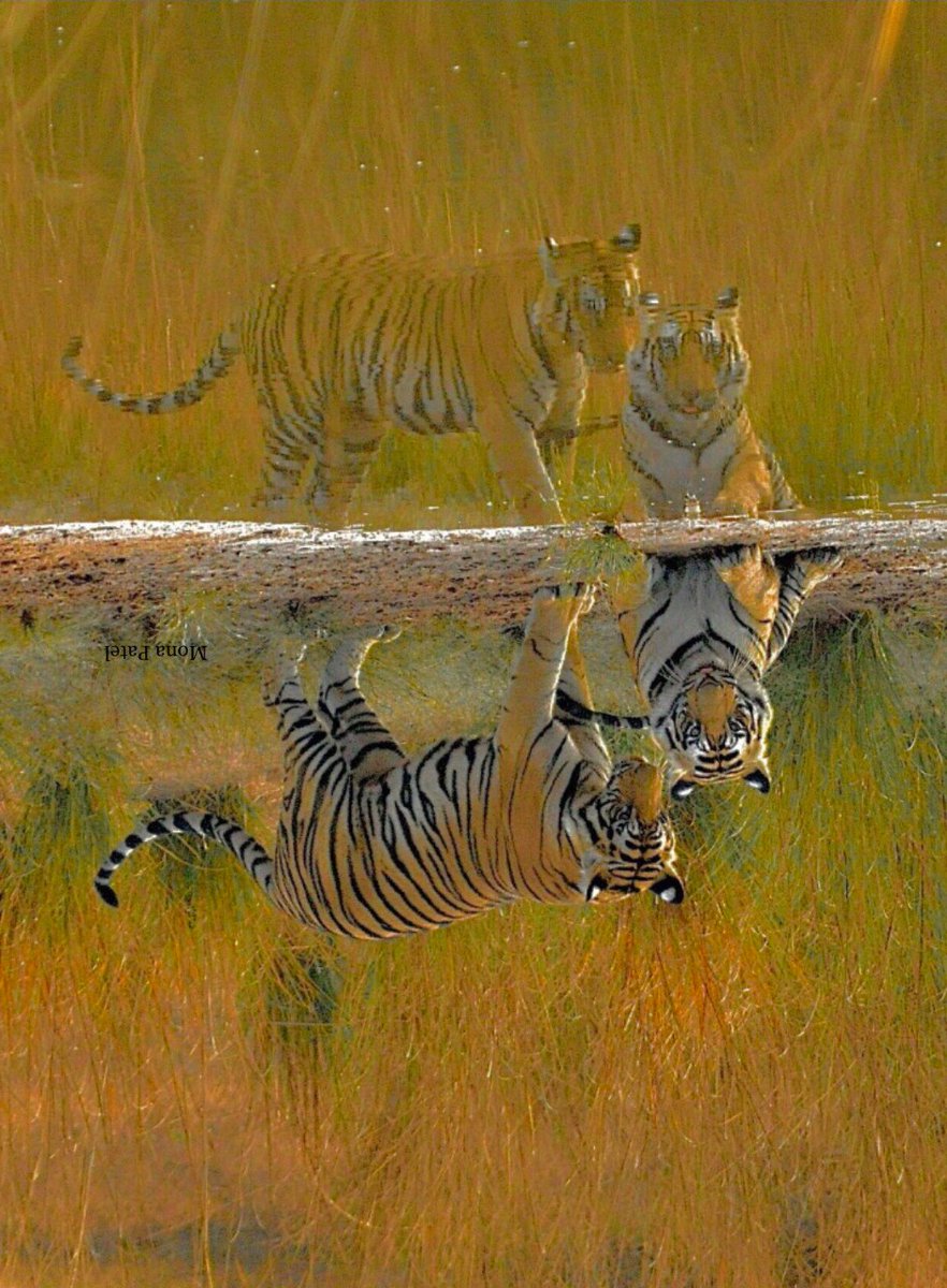 #ParqueNacionalTheRoyalsofBandhavgarh
#DekhoApnaDesh #IncredibleIndia #BBCWildlifePOTD #ThePhotoHour #Bandhavghar