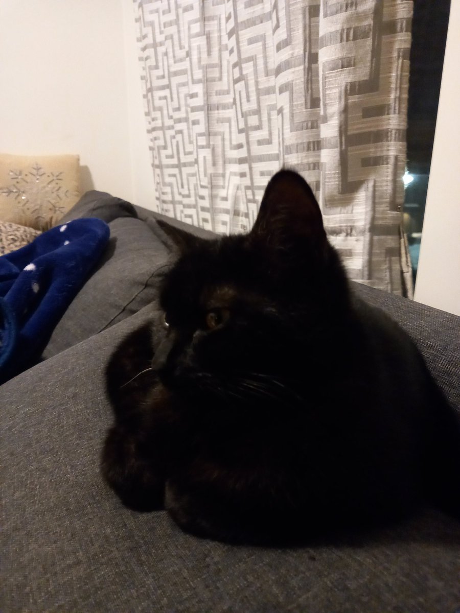 Alicethecoolcat's tweet photo. Alice is 8 months still a kitten https://t.co/rMXfXTuDKk