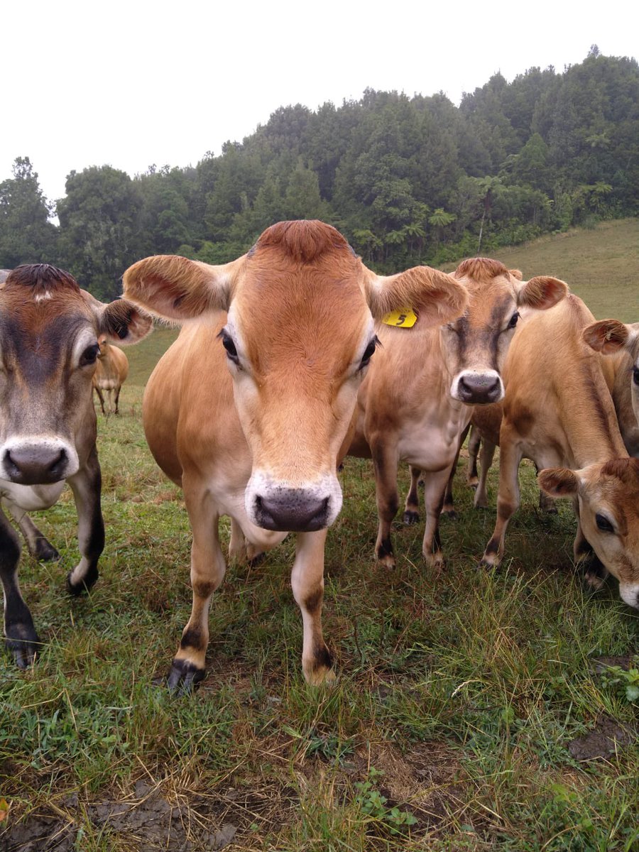 Top 50% farmer tweet media