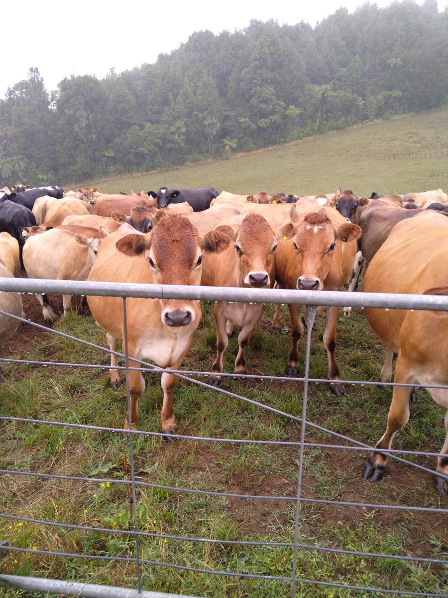 Top 50% farmer tweet media