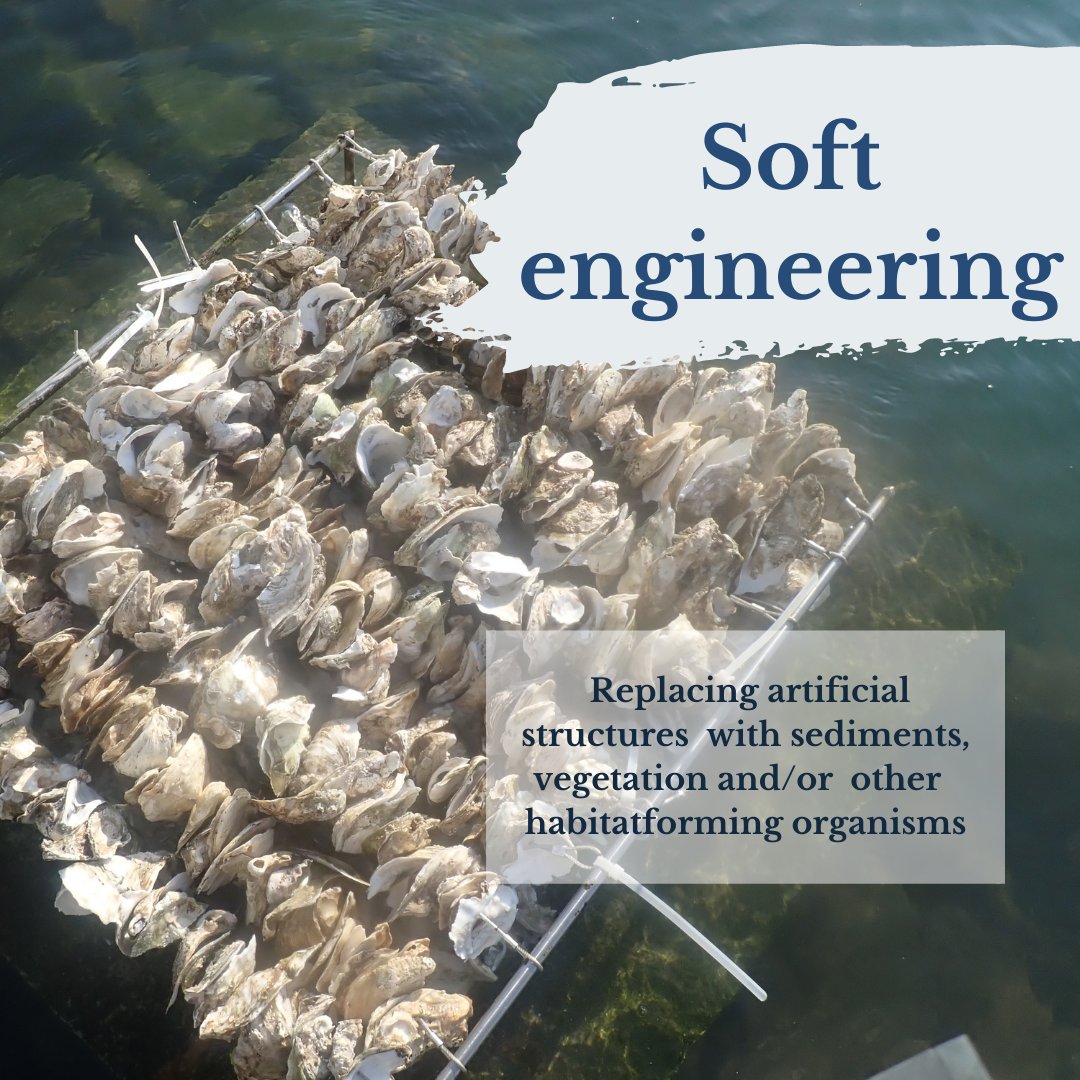 ecoshoreline's tweet photo. #ecoengineering101
There're 2 approaches for eco-engineering
#softengineering Reintroduction of natural shoreline features through biological means in order to increase biodiversity and the functions of ecological systems
#ecoshoreline #ecology #restoration #rehabilitation https://t.co/HsHu9l3gUx