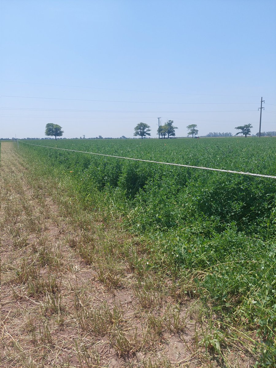 MGabatta's tweet photo. Hoy fui a cortar un ensayo de variedades de alfalfa de 1er año.
Desde afuera, el lote se veía una "tabla". https://t.co/SCwcqH9naQ
