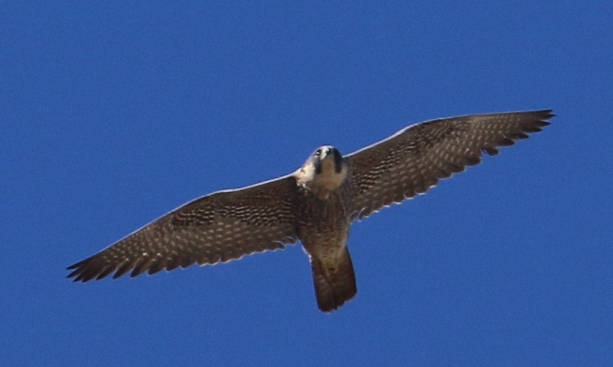 Peregrine falcon #birdwatching #birdphotography