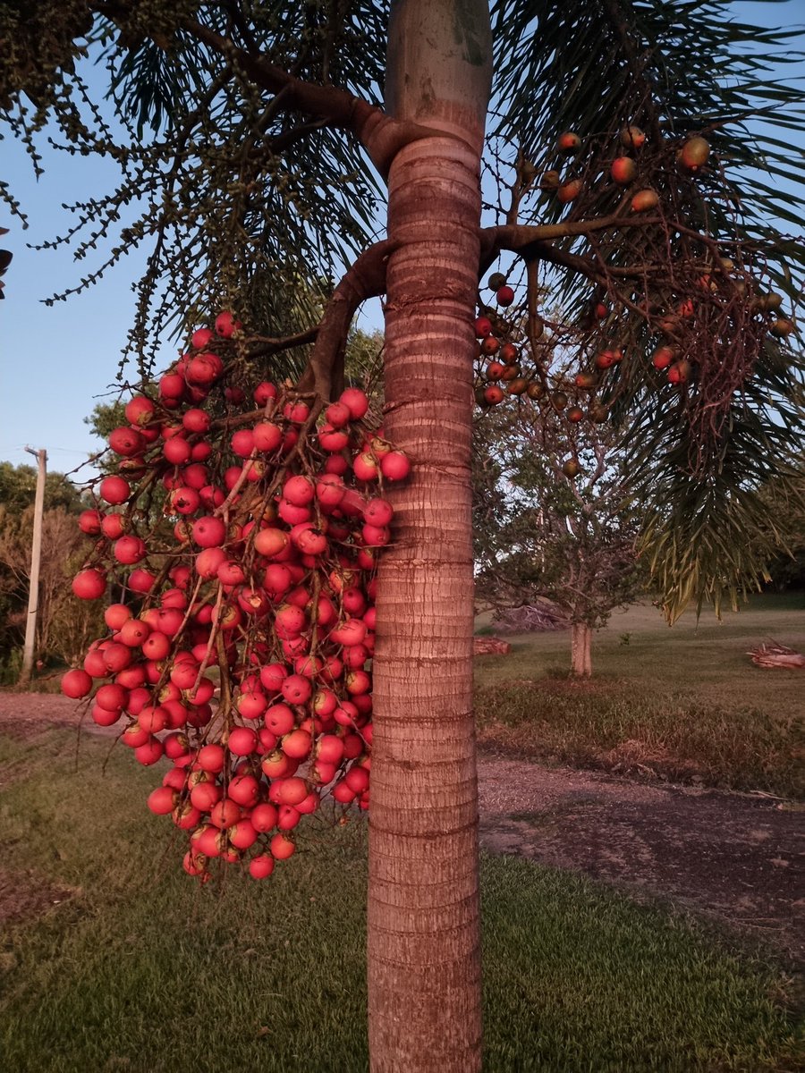 PalmTreeGeeks tweet picture