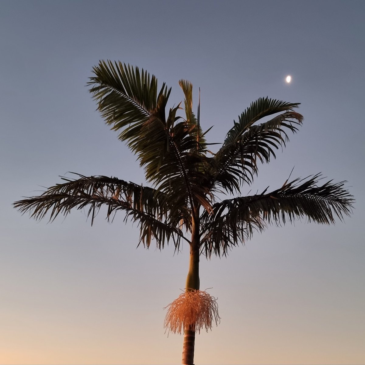 PalmTreeGeeks tweet picture