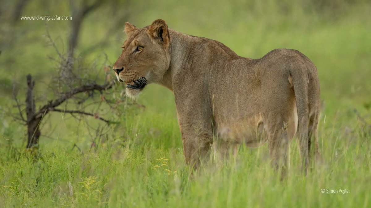 WildWingsSafari's tweet photo. What does the game viewing experience on a one-night Kruger safari look like? We spotted giraffes, elephants and lions.

📷 Simon Vegter 📍 Kruger National Park https://t.co/RFXxLIw56w