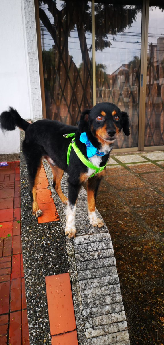 germanayalaosor's tweet photo. Este joven busca hogar. Información por DM. Está en Cali. @OsaZamorano https://t.co/tEhIAQjp0e