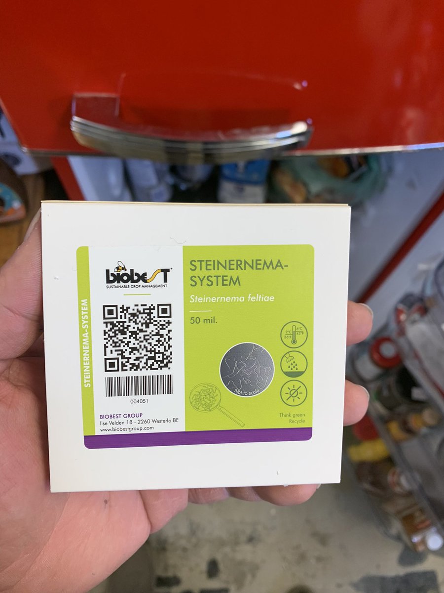 7farmsdown's tweet image. Bringing outdoor plants inside to reveg is cool. Thought we had licked the gnats, but seen a flyer few days ago so this morning deployed some nematodes. Be cool if a bti would get approved for cannabis. #bugkiller