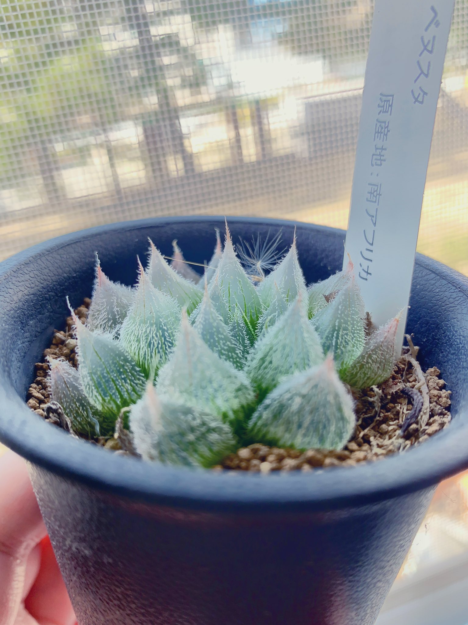 植物女子 Twitter Search Twitter