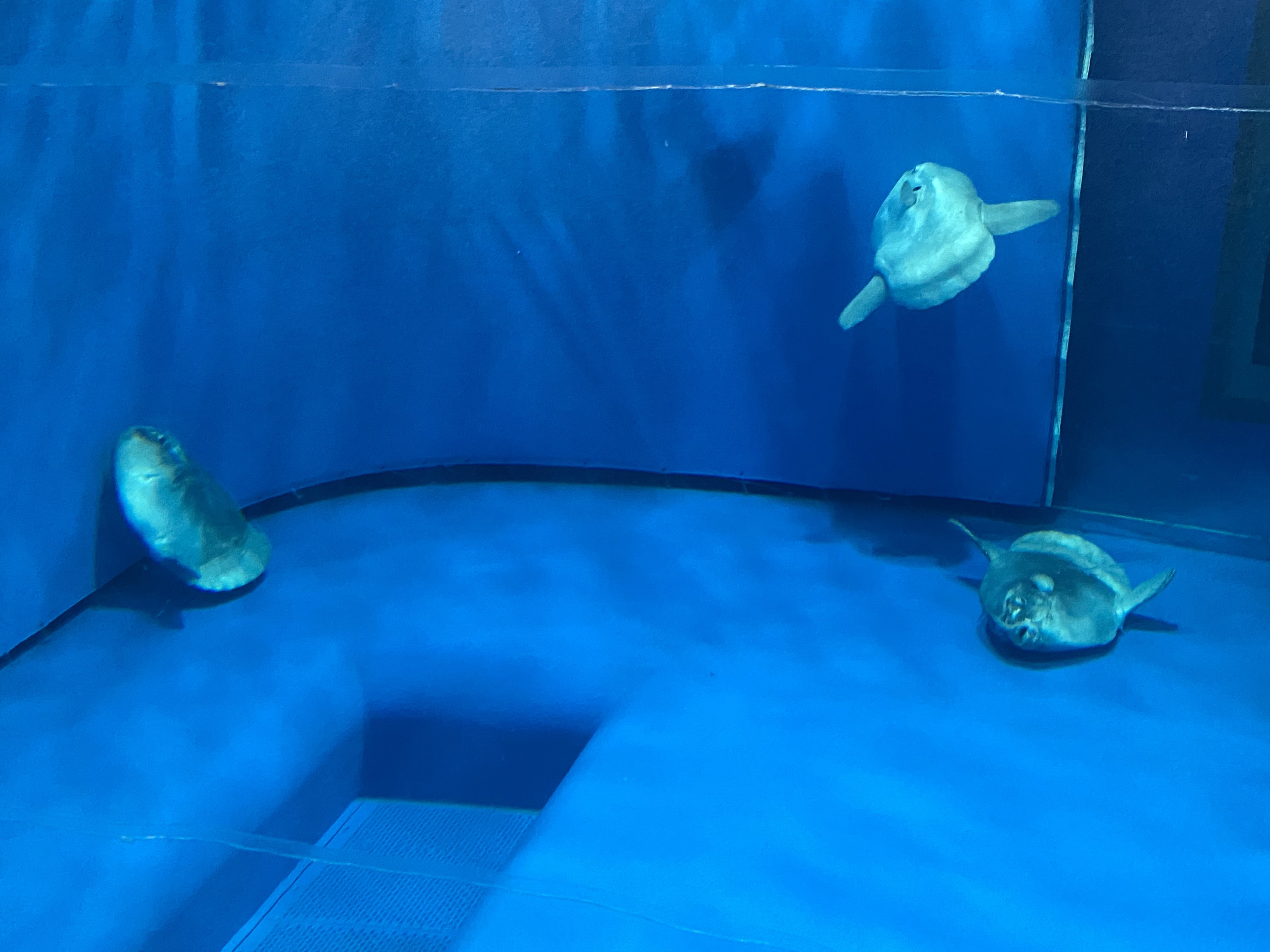 鉄 水族館の写真見直してたけど マンボウなんでこれで自然界で生きていけるのかね T Co V6s5i6sjxd Twitter