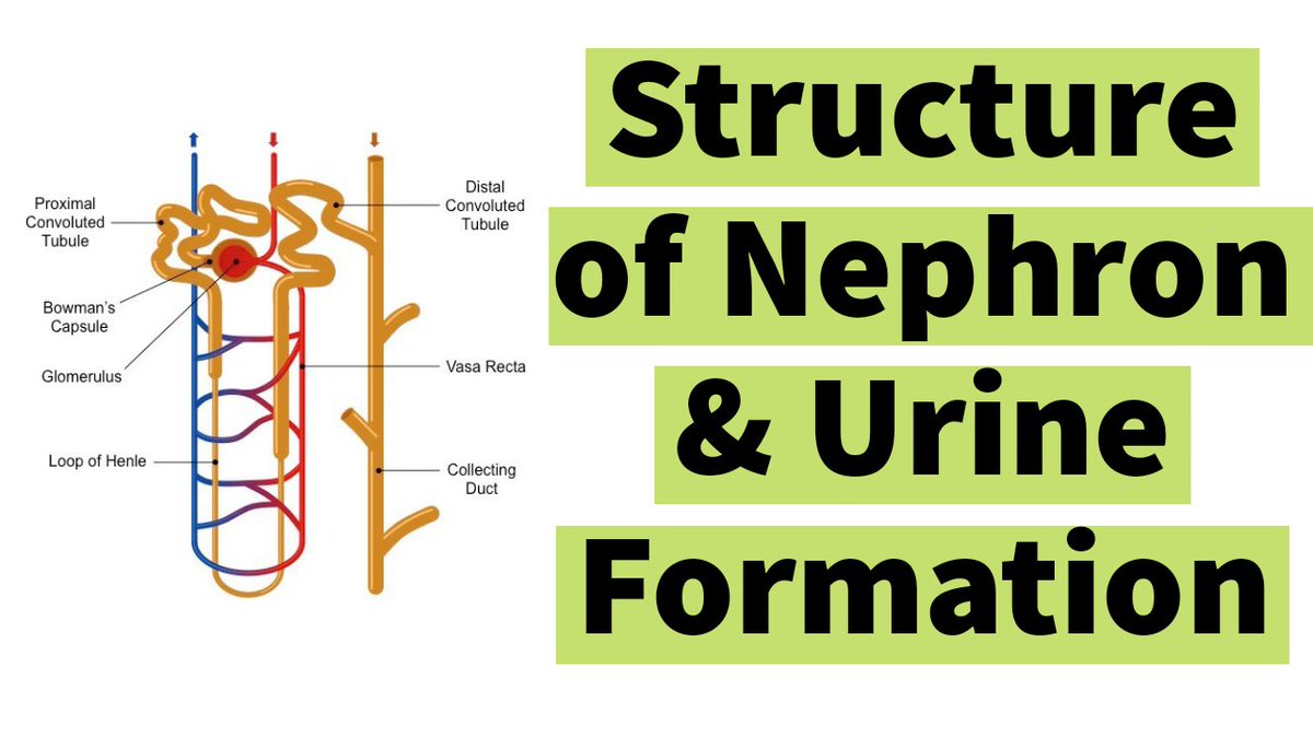 Shyjucvellur's tweet image. youtu.be/pAIvbJyvZ7I
#nephron #urineFormation Structure of Nephron and Urine Formation Explained in Malayalam