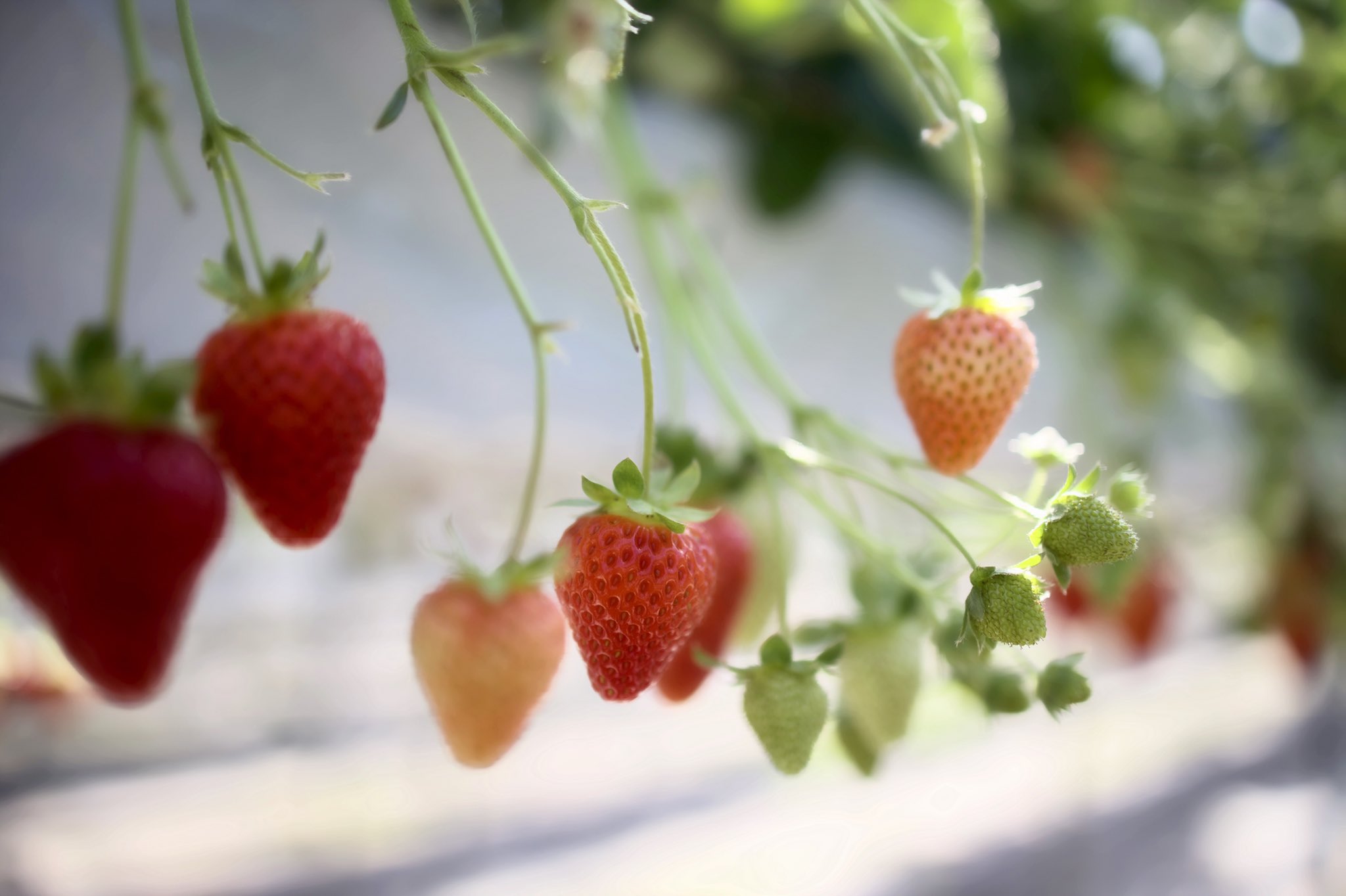 西島園芸団地 Twitter Search Twitter