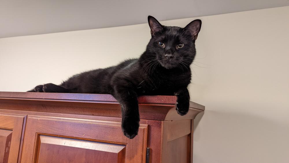What a glow-up - happy 2nd birthday to my beautiful boy. Life would be a lot darker without this crazy furbaby, and I'm forever grateful he's mine. 

#catsoftwitter #furbaby