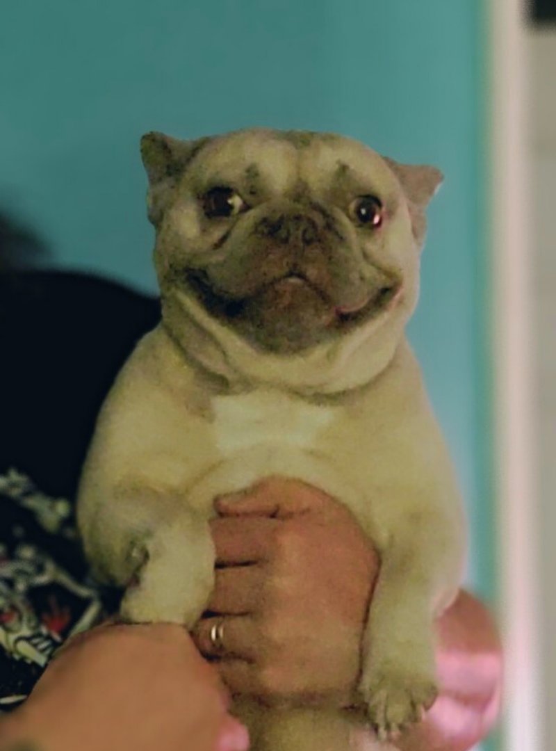 WCtoEC's tweet photo. I work as hard as I do to give my boy the life he deserves.
#FLOKI
#FlokitheBoatBuilder
#FrenchBulldog https://t.co/kVqjluTJHP