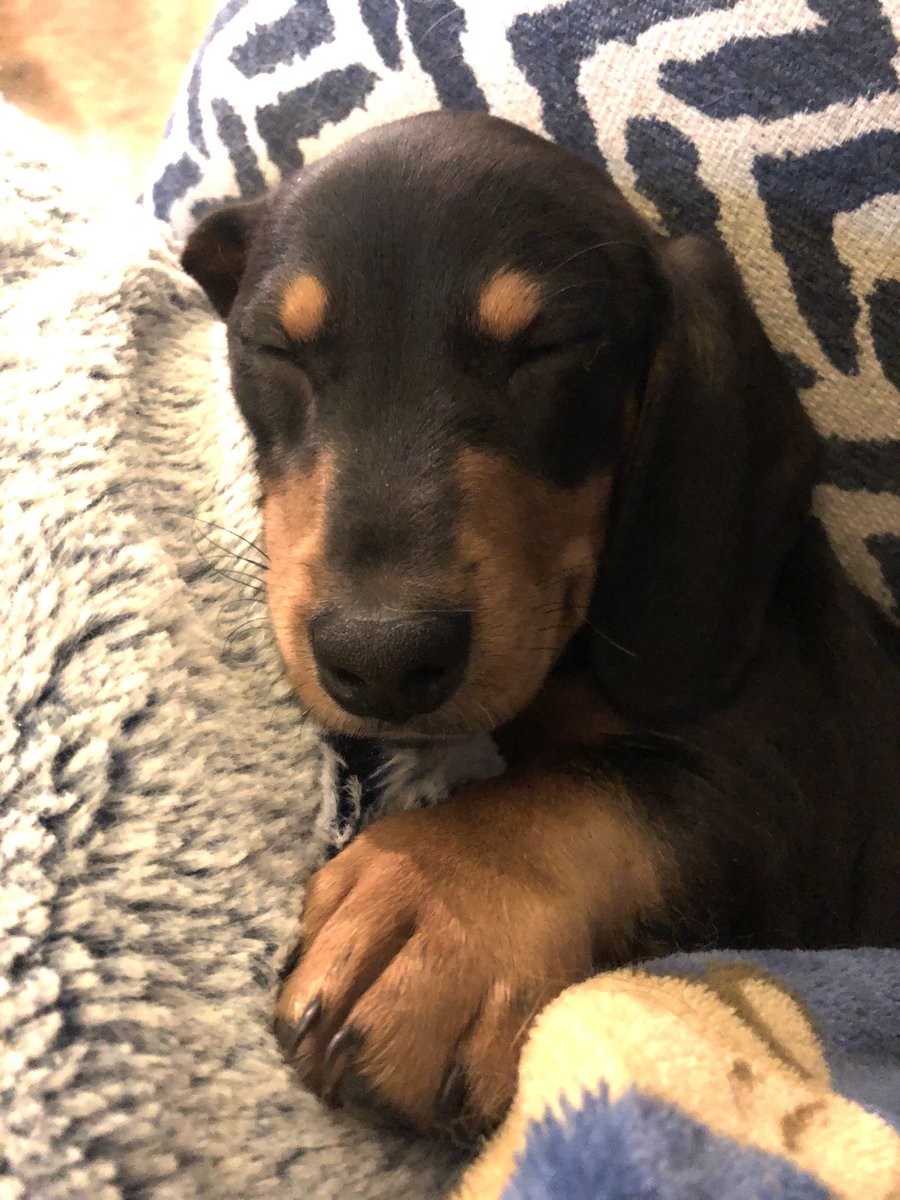 bretra88's tweet image. 😍 #puppymom #dogmom #doxiemom #dachshundmom