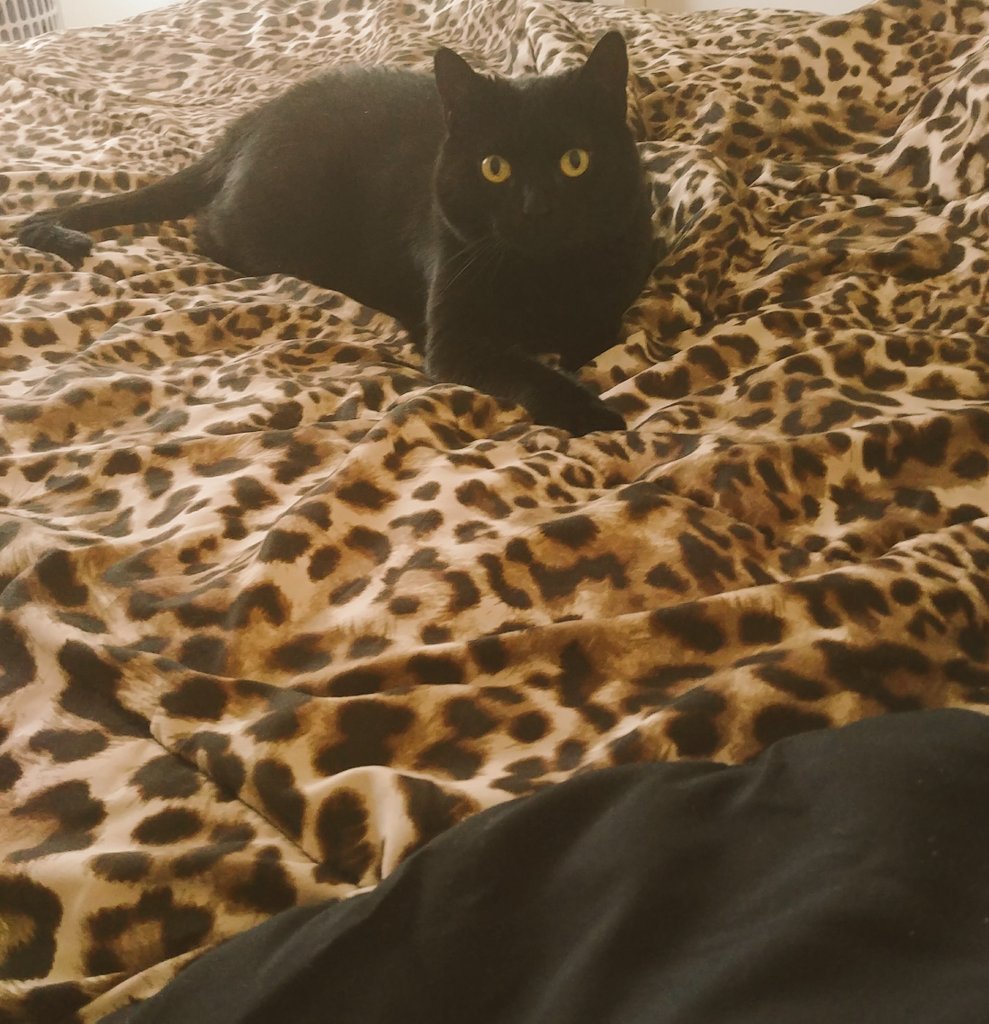 YeaYeaYea69's tweet photo. Help Lilly find her way into the pages of Dogster or Catster Magazine and take home a $5,000 cash prize! https://t.co/3GhFjdRcUc https://t.co/4GQsxbWRwk