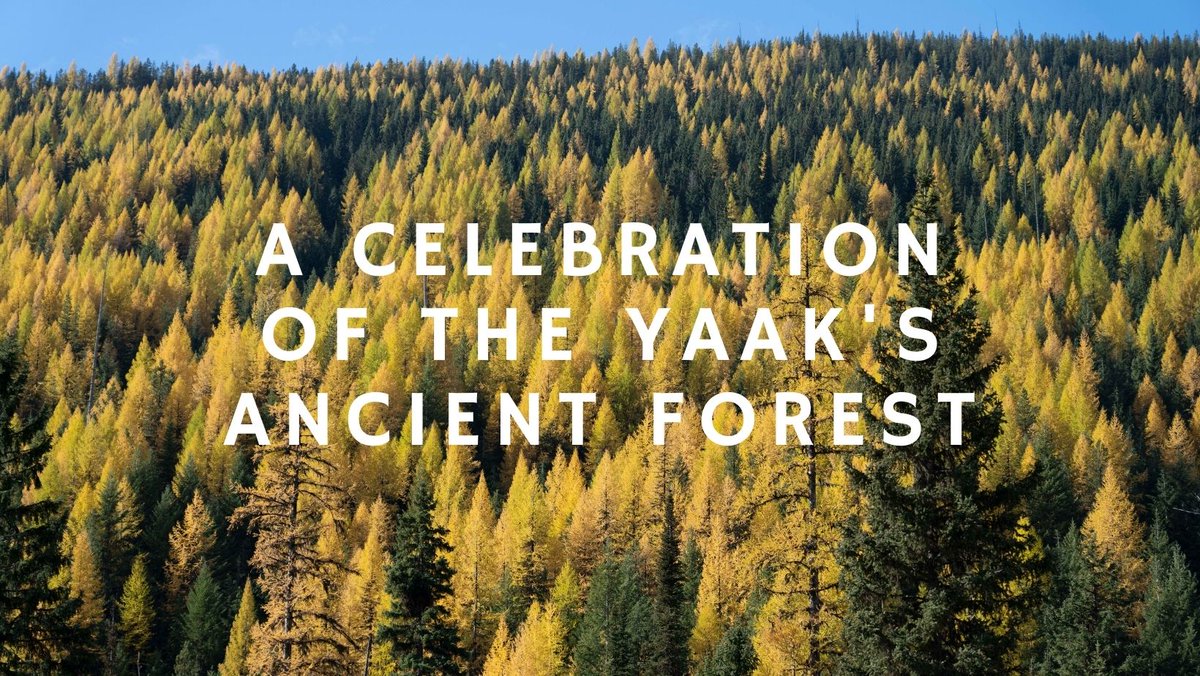 Thank you for attending Yaak’s ancient forest event. Video: youtube.com/watch?v=47SPDW… 

Contact Chief of USFS Randy Moore @forestservice & Council on Environmental Quality @WHCEQ #StopBlackRam #StopOldGrowthLogging 

Thank Representative Pingree for her support @chelliepingree