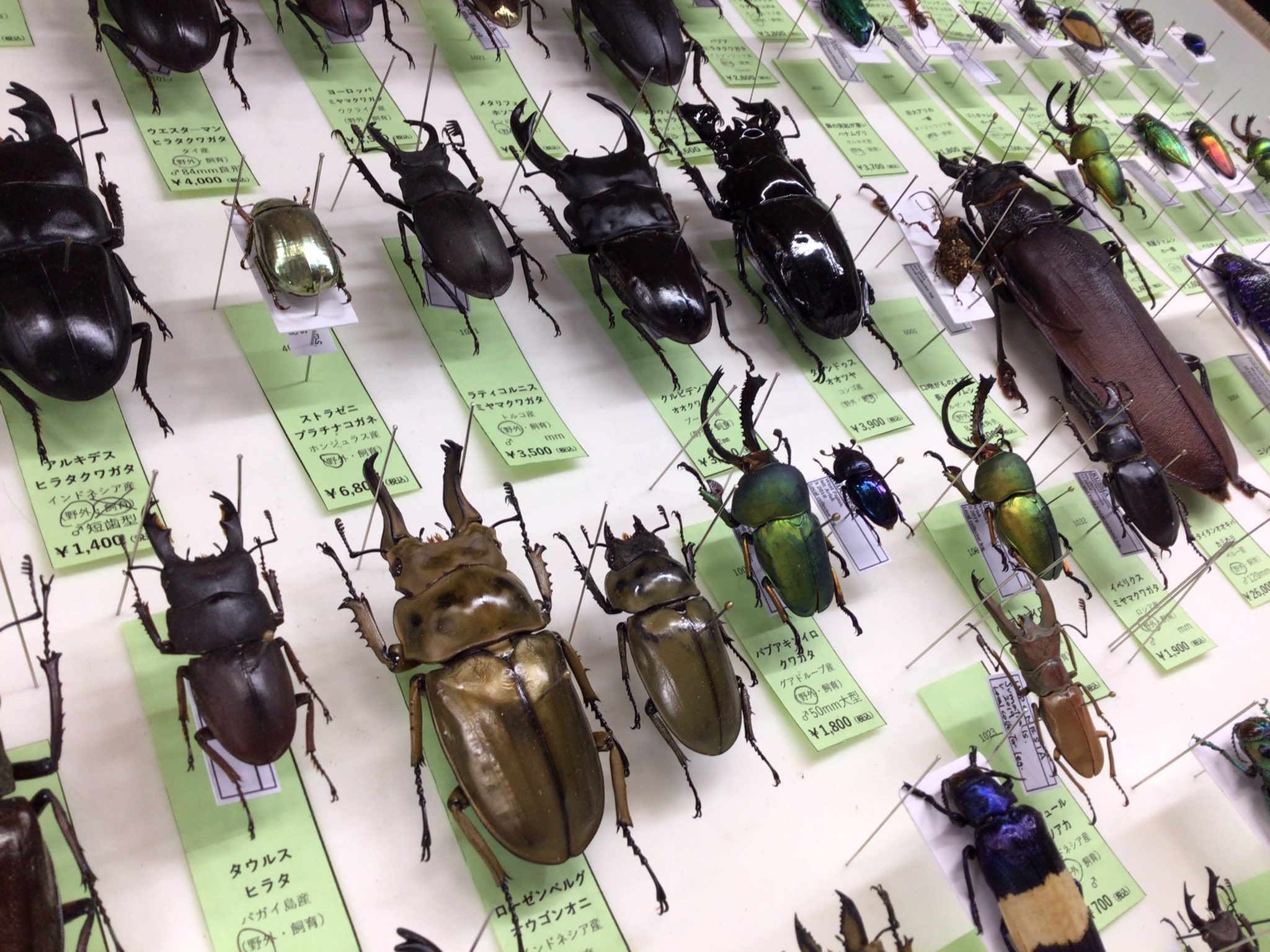 Beetle on(ビートロン)東京店 標本販売事業部 Beetle on(ビートロン)東京店 標本販売事業部