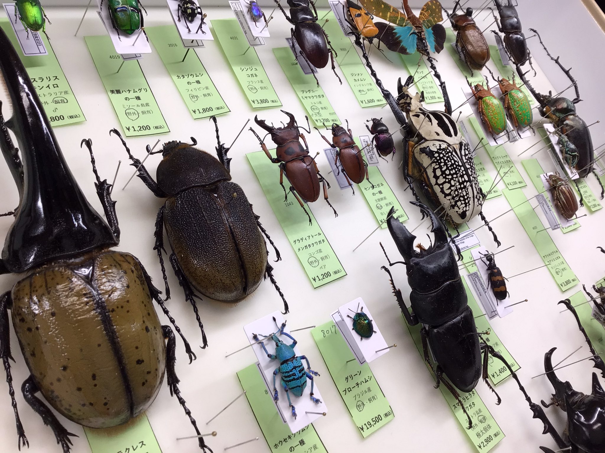 Beetle on(ビートロン)東京店 標本販売事業部 Beetle on(ビートロン)東京店 標本販売事業部